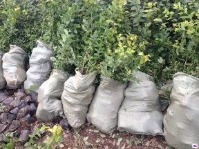 泰安國富苗木 廣東藍莓苗供應、優惠價格及種植技術指南