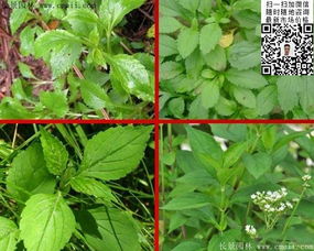 敗醬草種子價格、圖片及種植技術全解析——江蘇沭陽長景園林苗木場專業指南