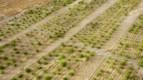 從“死亡之?！钡健跋Ｍ亍?苗木種植與技術咨詢的綠色嬗變