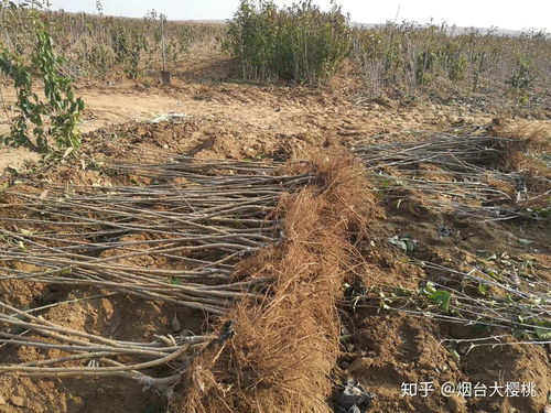 櫻桃樹種植全攻略 關注渠道、樹苗購買與種植技術咨詢指南