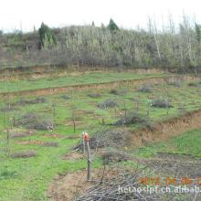 添雄麻核桃基地 苗木種植全流程與技術(shù)咨詢服務(wù)詳解