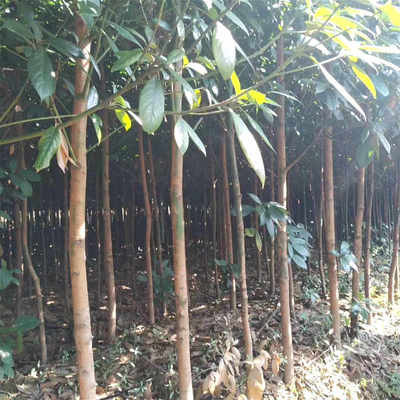 浙江楠苗木市場(chǎng)行情與種植技術(shù)全解析